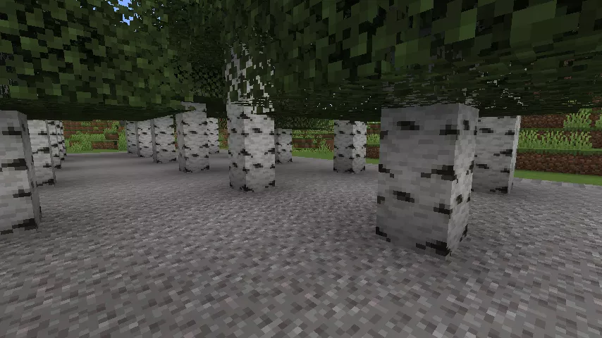 白樺が整然と密集して植えられた植林場の様子